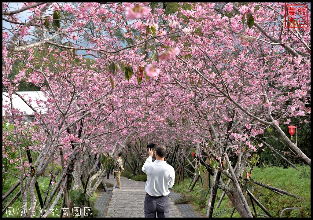 南投景點|鹿谷鳳凰自然教育園區(台大茶園)河津櫻花季．美麗的櫻花隧道盛開真浪漫/魯冰花 @假日農夫愛趴趴照