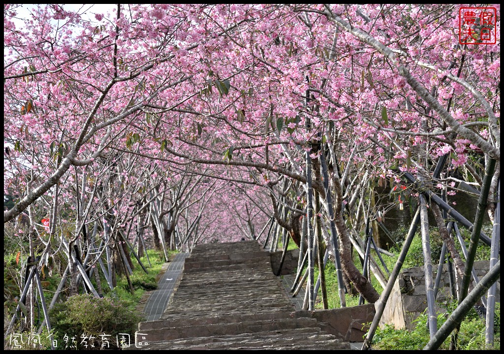 南投景點|鹿谷鳳凰自然教育園區(台大茶園)河津櫻花季．美麗的櫻花隧道盛開真浪漫/魯冰花 @假日農夫愛趴趴照