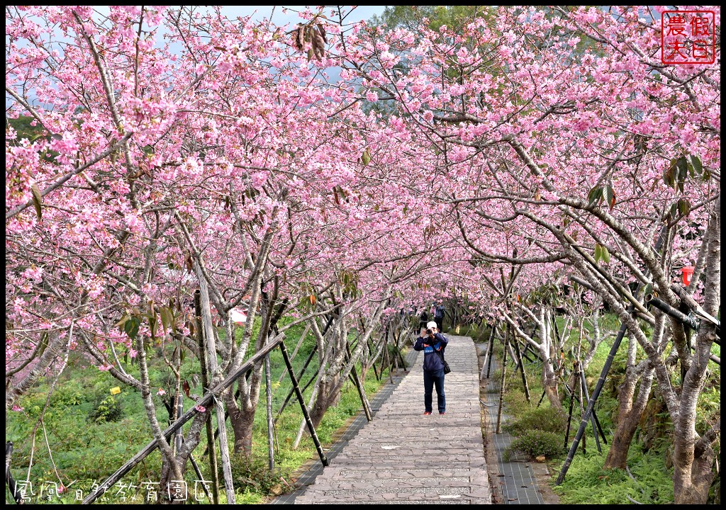 南投景點|鹿谷鳳凰自然教育園區(台大茶園)河津櫻花季．美麗的櫻花隧道盛開真浪漫/魯冰花 @假日農夫愛趴趴照