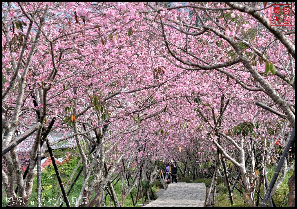 南投景點|鹿谷鳳凰自然教育園區(台大茶園)河津櫻花季．美麗的櫻花隧道盛開真浪漫/魯冰花 @假日農夫愛趴趴照