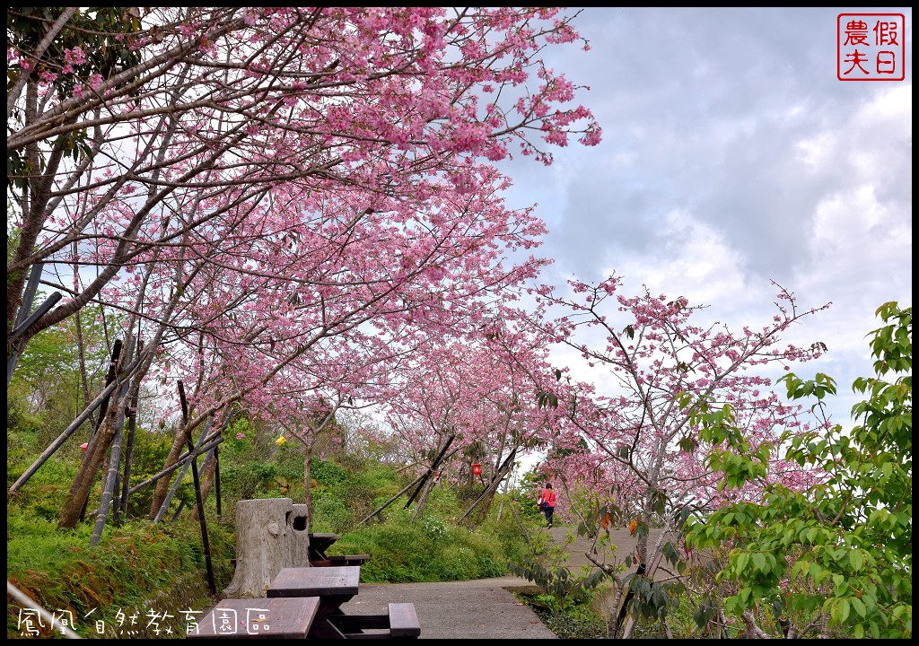 南投景點|鹿谷鳳凰自然教育園區(台大茶園)河津櫻花季．美麗的櫻花隧道盛開真浪漫/魯冰花 @假日農夫愛趴趴照