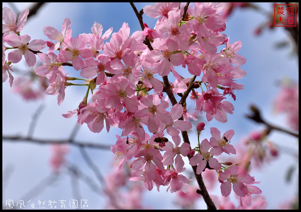 南投景點|鹿谷鳳凰自然教育園區(台大茶園)河津櫻花季．美麗的櫻花隧道盛開真浪漫/魯冰花 @假日農夫愛趴趴照