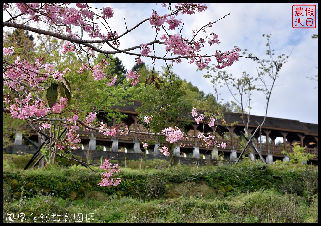 南投景點|鹿谷鳳凰自然教育園區(台大茶園)河津櫻花季．美麗的櫻花隧道盛開真浪漫/魯冰花 @假日農夫愛趴趴照