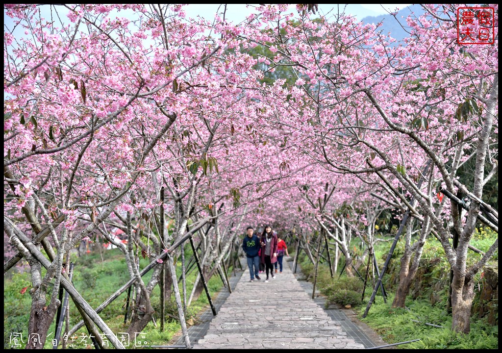 南投景點|鹿谷鳳凰自然教育園區(台大茶園)河津櫻花季．美麗的櫻花隧道盛開真浪漫/魯冰花 @假日農夫愛趴趴照