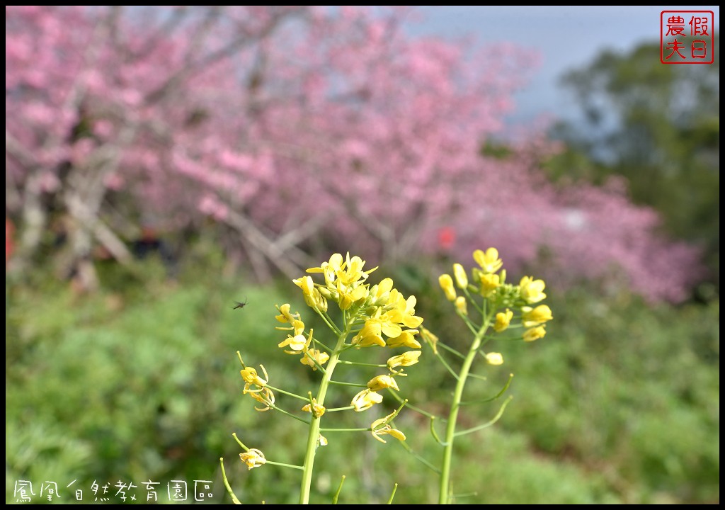 南投景點|鹿谷鳳凰自然教育園區(台大茶園)河津櫻花季．美麗的櫻花隧道盛開真浪漫/魯冰花 @假日農夫愛趴趴照