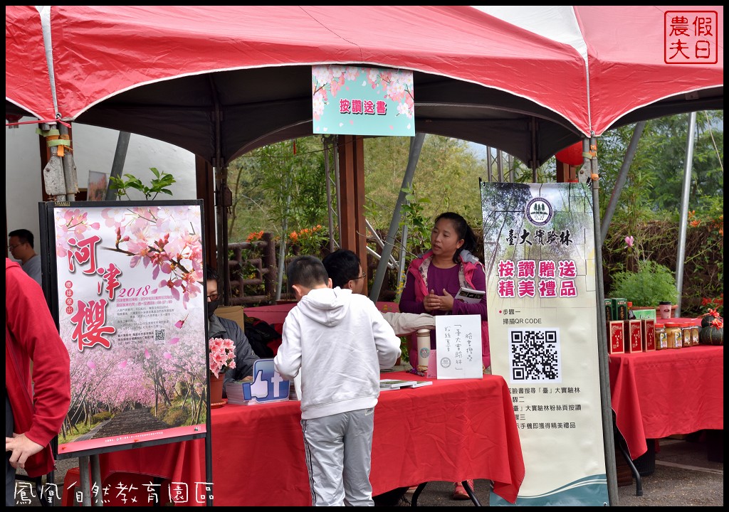 南投景點|鹿谷鳳凰自然教育園區(台大茶園)河津櫻花季．美麗的櫻花隧道盛開真浪漫/魯冰花 @假日農夫愛趴趴照