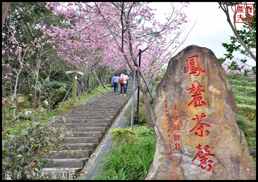 南投景點|鹿谷鳳凰自然教育園區(台大茶園)河津櫻花季．美麗的櫻花隧道盛開真浪漫/魯冰花 @假日農夫愛趴趴照