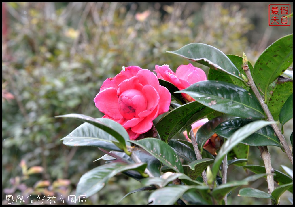 南投景點|鹿谷鳳凰自然教育園區(台大茶園)河津櫻花季．美麗的櫻花隧道盛開真浪漫/魯冰花 @假日農夫愛趴趴照