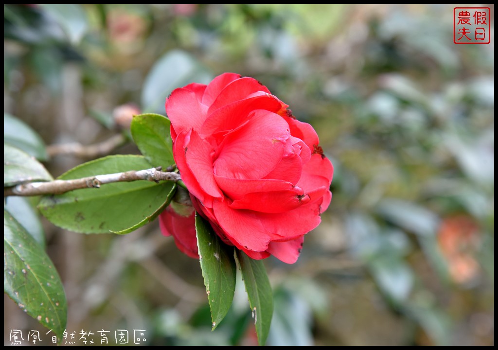 南投景點|鹿谷鳳凰自然教育園區(台大茶園)河津櫻花季．美麗的櫻花隧道盛開真浪漫/魯冰花 @假日農夫愛趴趴照