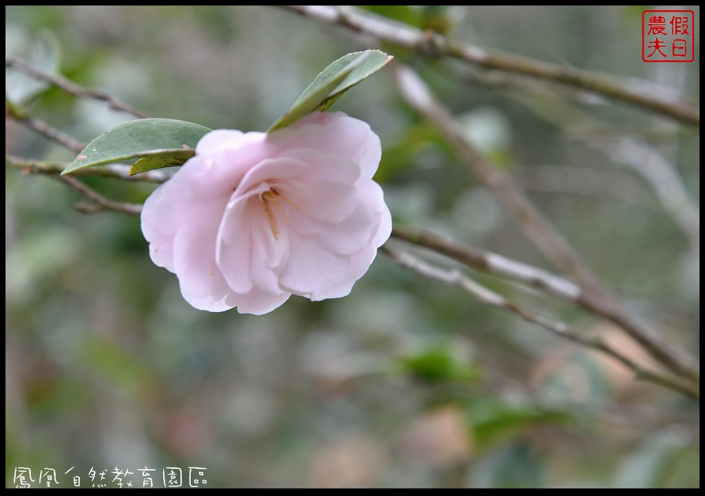 南投景點|鹿谷鳳凰自然教育園區(台大茶園)河津櫻花季．美麗的櫻花隧道盛開真浪漫/魯冰花 @假日農夫愛趴趴照