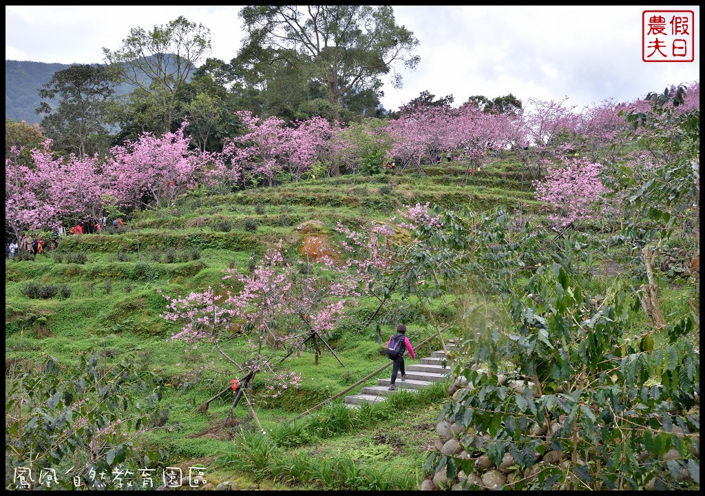 南投景點|鹿谷鳳凰自然教育園區(台大茶園)河津櫻花季．美麗的櫻花隧道盛開真浪漫/魯冰花 @假日農夫愛趴趴照