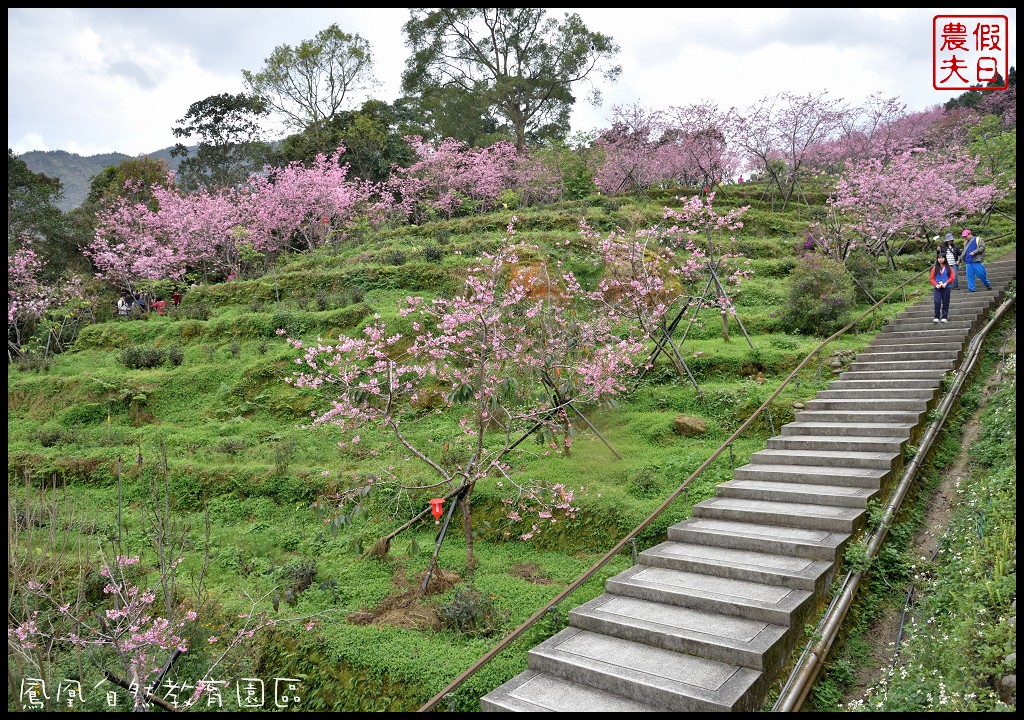 南投景點|鹿谷鳳凰自然教育園區(台大茶園)河津櫻花季．美麗的櫻花隧道盛開真浪漫/魯冰花 @假日農夫愛趴趴照