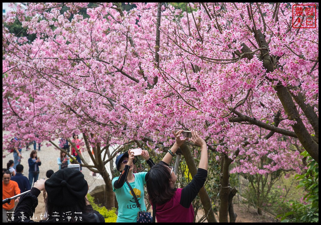 苗栗景點|獅潭蓮臺山妙音淨苑．百公尺長的櫻花步道盛開/昭和櫻/免費參觀/一日遊/中部景點/半日遊 @假日農夫愛趴趴照