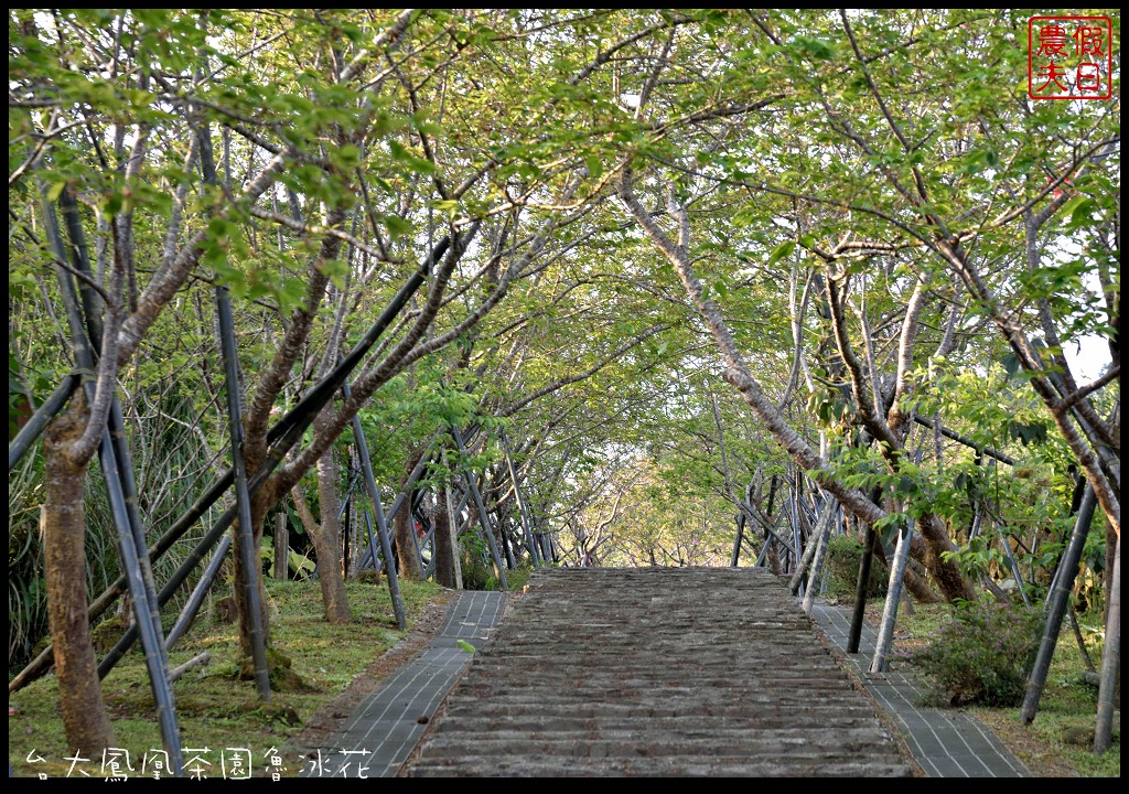 南投景點|鹿谷鳳凰自然教育園區(台大茶園)河津櫻花季．美麗的櫻花隧道盛開真浪漫/魯冰花 @假日農夫愛趴趴照