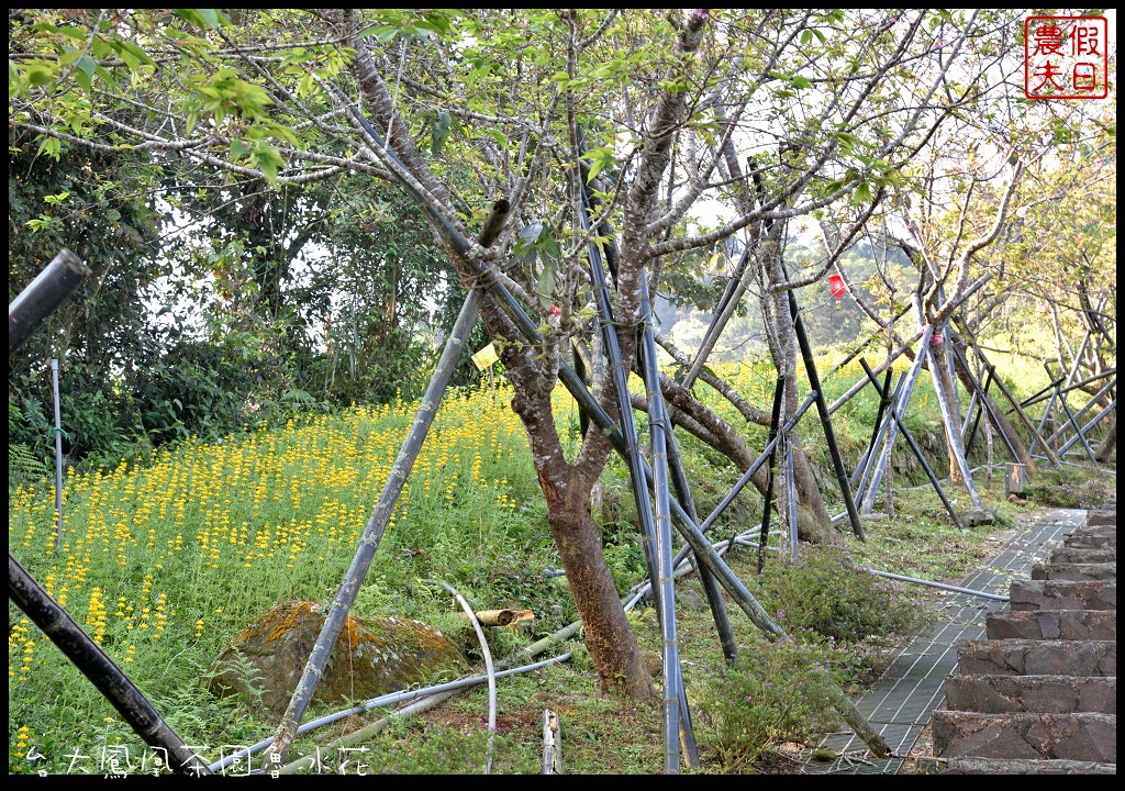 南投景點|鹿谷鳳凰自然教育園區(台大茶園)河津櫻花季．美麗的櫻花隧道盛開真浪漫/魯冰花 @假日農夫愛趴趴照