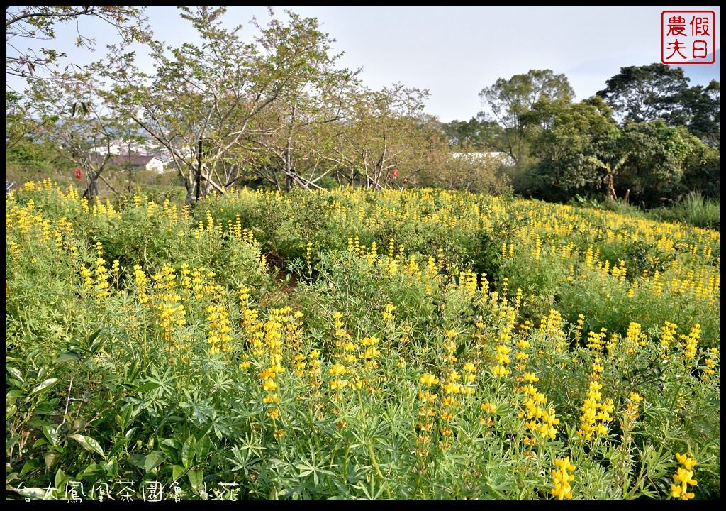 南投景點|鹿谷鳳凰自然教育園區(台大茶園)河津櫻花季．美麗的櫻花隧道盛開真浪漫/魯冰花 @假日農夫愛趴趴照