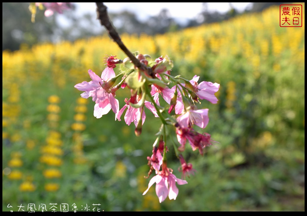 南投景點|鹿谷鳳凰自然教育園區(台大茶園)河津櫻花季．美麗的櫻花隧道盛開真浪漫/魯冰花 @假日農夫愛趴趴照