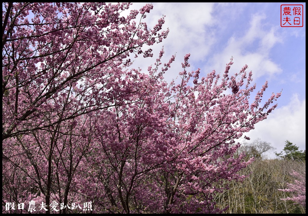 台中景點|和平區武陵農場紅粉佳人櫻花盛開．此生必遊台灣景點 @假日農夫愛趴趴照