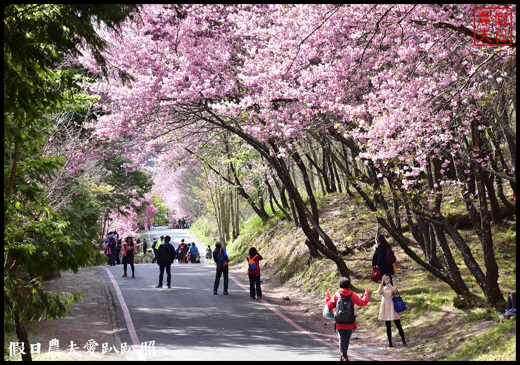 台中景點|和平區武陵農場紅粉佳人櫻花盛開．此生必遊台灣景點 @假日農夫愛趴趴照