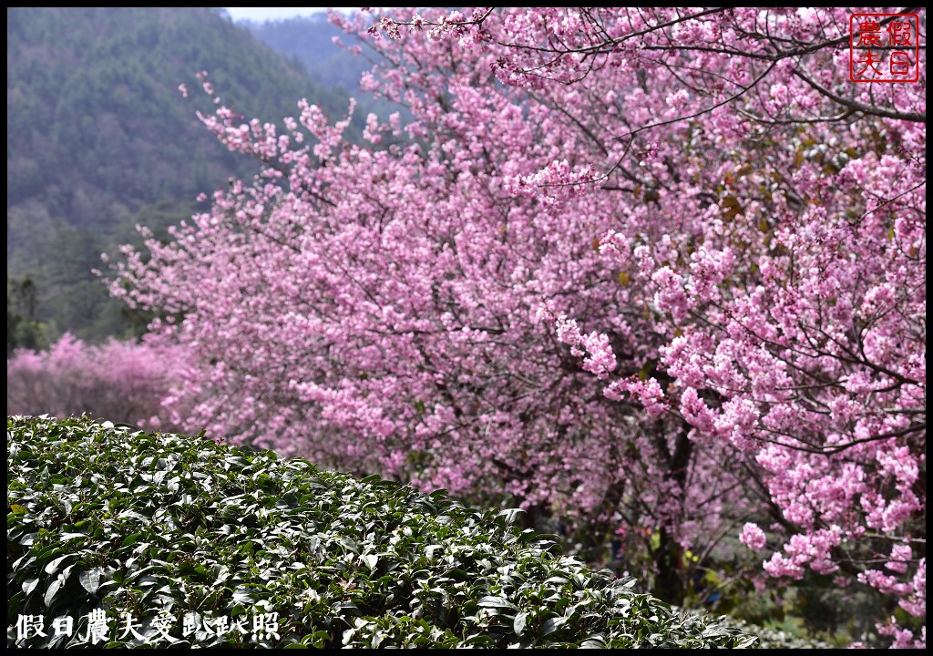 台中景點|和平區武陵農場紅粉佳人櫻花盛開．此生必遊台灣景點 @假日農夫愛趴趴照