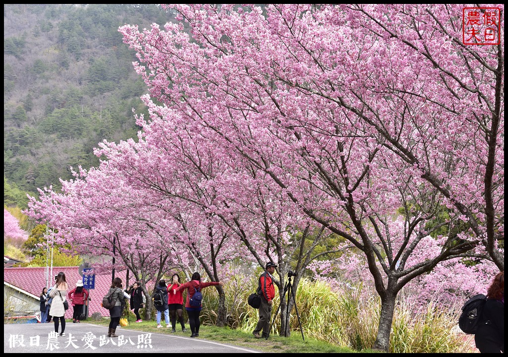 台中景點|和平區武陵農場紅粉佳人櫻花盛開．此生必遊台灣景點 @假日農夫愛趴趴照