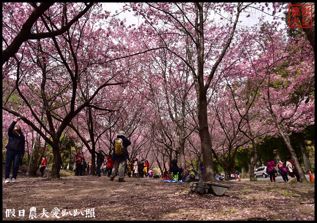 台中景點|和平區武陵農場紅粉佳人櫻花盛開．此生必遊台灣景點 @假日農夫愛趴趴照