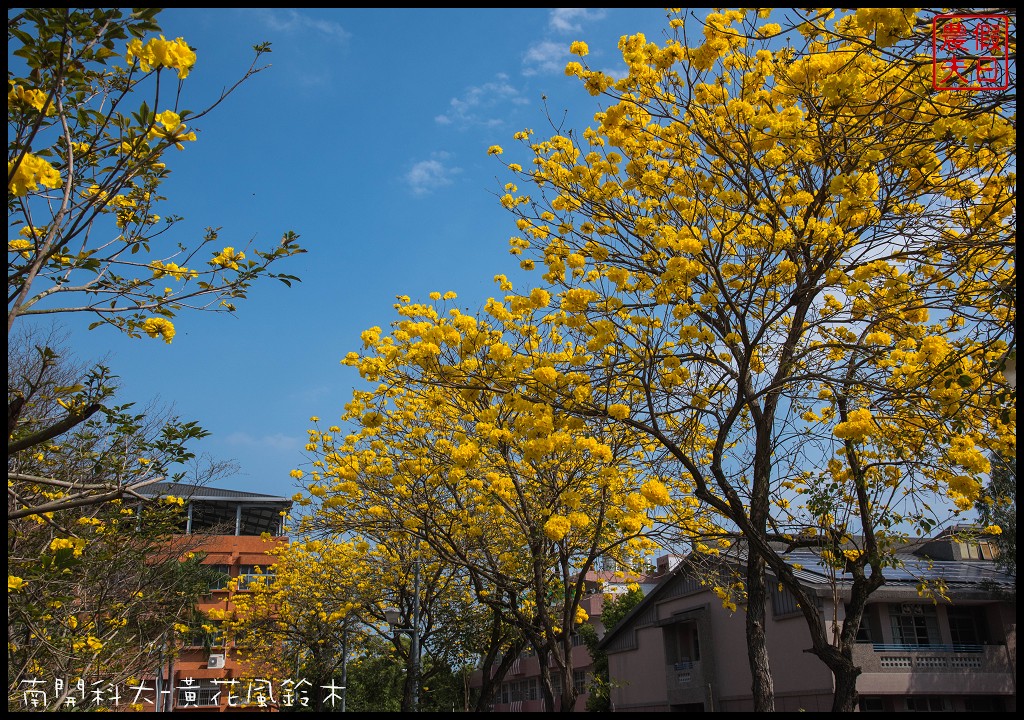 農夫愛賞花|南投草屯南開科技大學旁＆樸提蘭園-黃花風鈴木盛開/賞花秘境 @假日農夫愛趴趴照