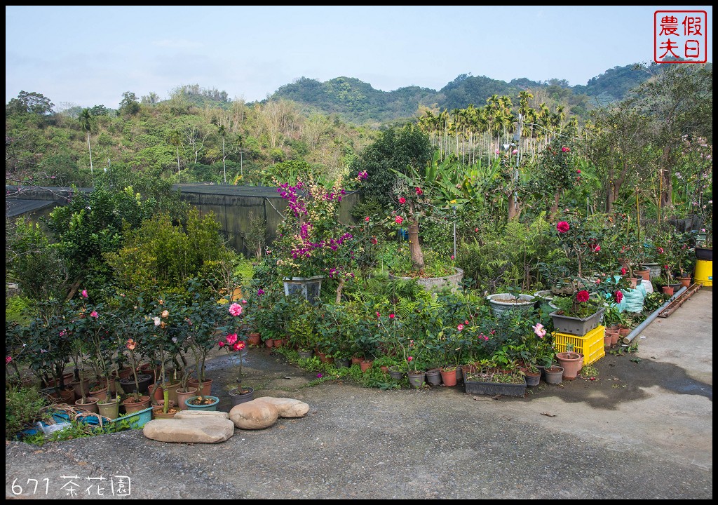 南投景點|中寮六七一茶花園錫葉藤盛開．全台最壯觀許願藤圍牆/中部景點/半日遊 @假日農夫愛趴趴照