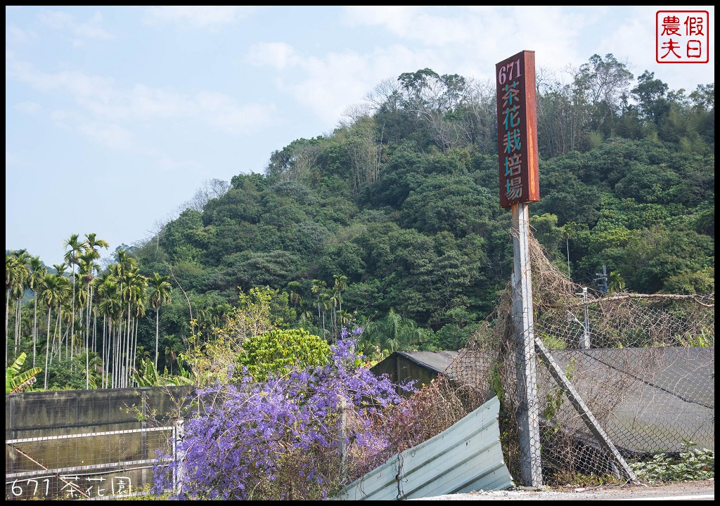 南投景點|中寮六七一茶花園錫葉藤盛開．全台最壯觀許願藤圍牆/中部景點/半日遊 @假日農夫愛趴趴照