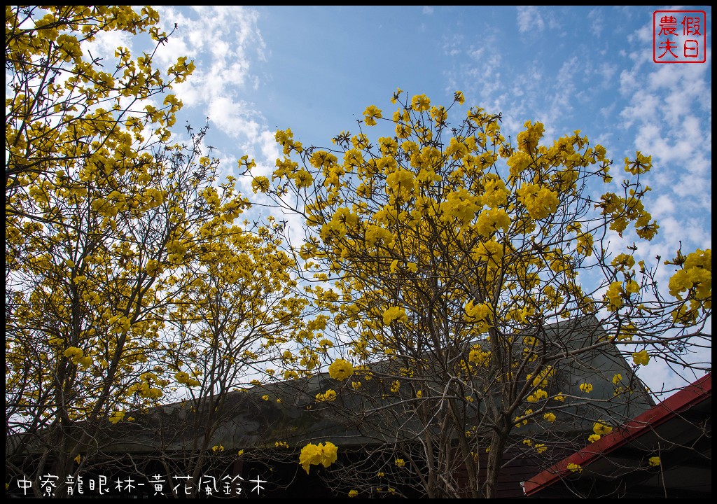 南投景點|中寮龍眼林福利協會黃花風鈴木VS六七一茶花園錫葉藤 @假日農夫愛趴趴照