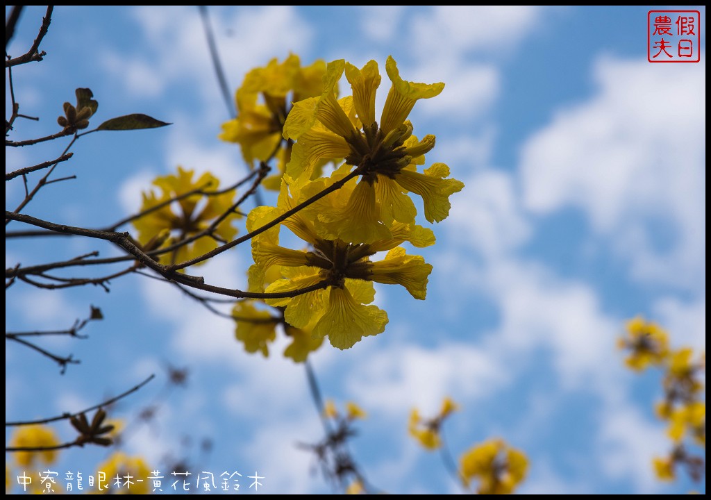 南投景點|中寮龍眼林福利協會黃花風鈴木VS六七一茶花園錫葉藤 @假日農夫愛趴趴照