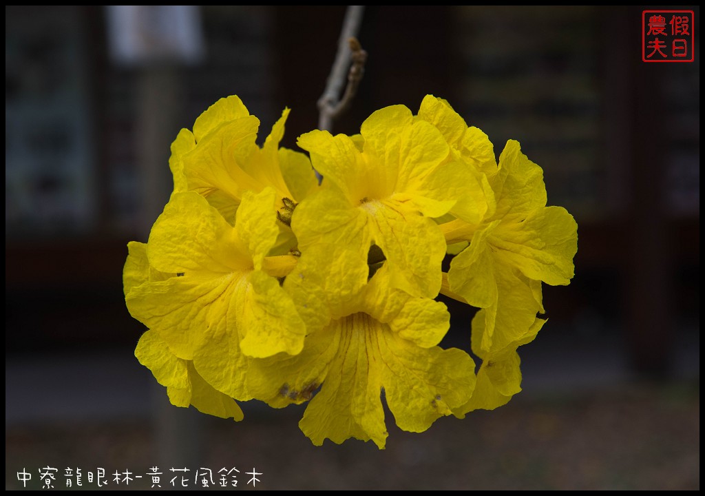 南投景點|中寮龍眼林福利協會黃花風鈴木VS六七一茶花園錫葉藤 @假日農夫愛趴趴照