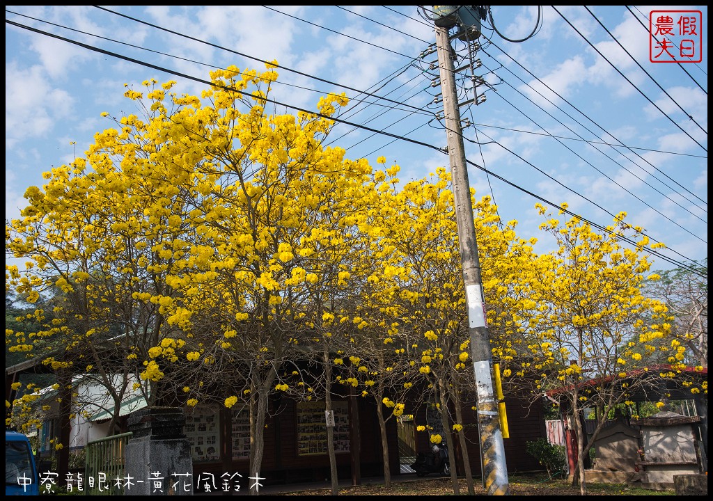 南投景點|中寮龍眼林福利協會黃花風鈴木VS六七一茶花園錫葉藤 @假日農夫愛趴趴照