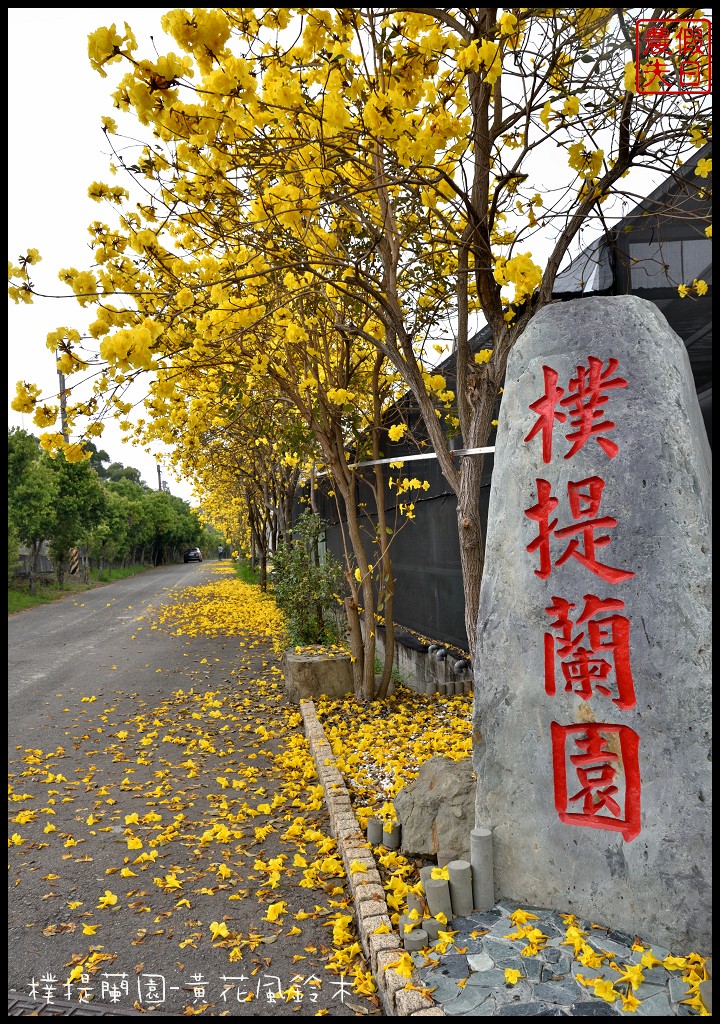 農夫愛賞花|南投草屯南開科技大學旁＆樸提蘭園-黃花風鈴木盛開/賞花秘境 @假日農夫愛趴趴照