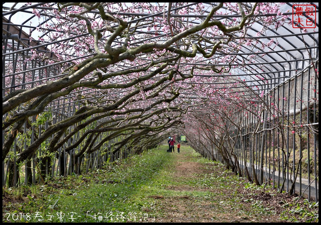 南投景點|臺大梅峰農場桃花舞春風．2023春之饗宴/活動日期/交通資訊 @假日農夫愛趴趴照