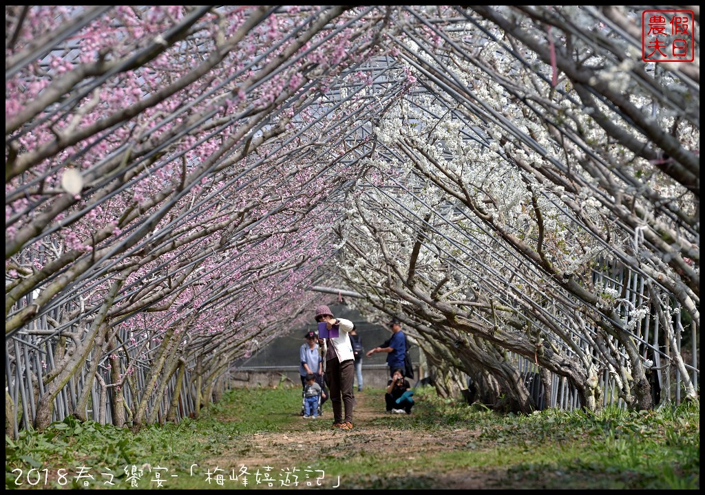 南投景點|臺大梅峰農場桃花舞春風．2023春之饗宴/活動日期/交通資訊 @假日農夫愛趴趴照