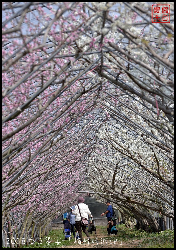 南投景點|臺大梅峰農場桃花舞春風．2023春之饗宴/活動日期/交通資訊 @假日農夫愛趴趴照