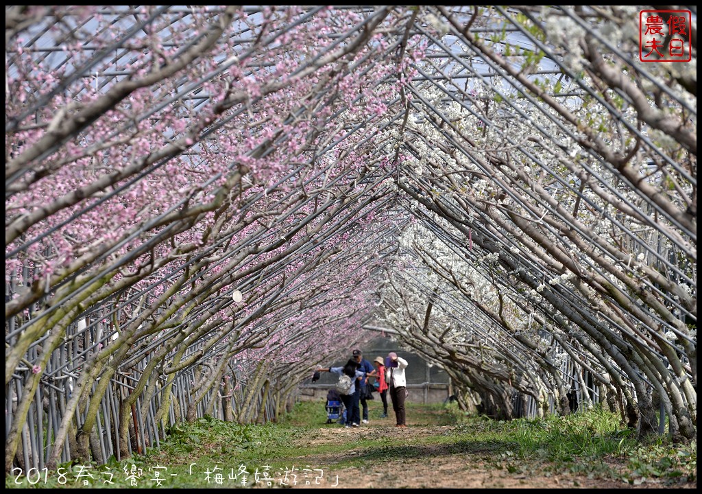 南投景點|臺大梅峰農場桃花舞春風．2023春之饗宴/活動日期/交通資訊 @假日農夫愛趴趴照