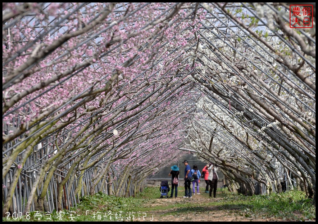 南投景點|臺大梅峰農場桃花舞春風．2023春之饗宴/活動日期/交通資訊 @假日農夫愛趴趴照