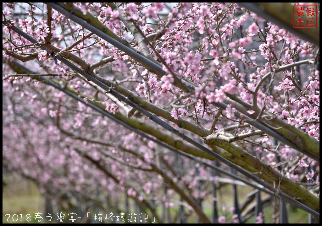 南投景點|臺大梅峰農場桃花舞春風．2023春之饗宴/活動日期/交通資訊 @假日農夫愛趴趴照