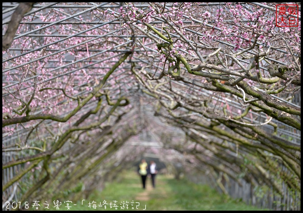 南投景點|臺大梅峰農場桃花舞春風．2023春之饗宴/活動日期/交通資訊 @假日農夫愛趴趴照