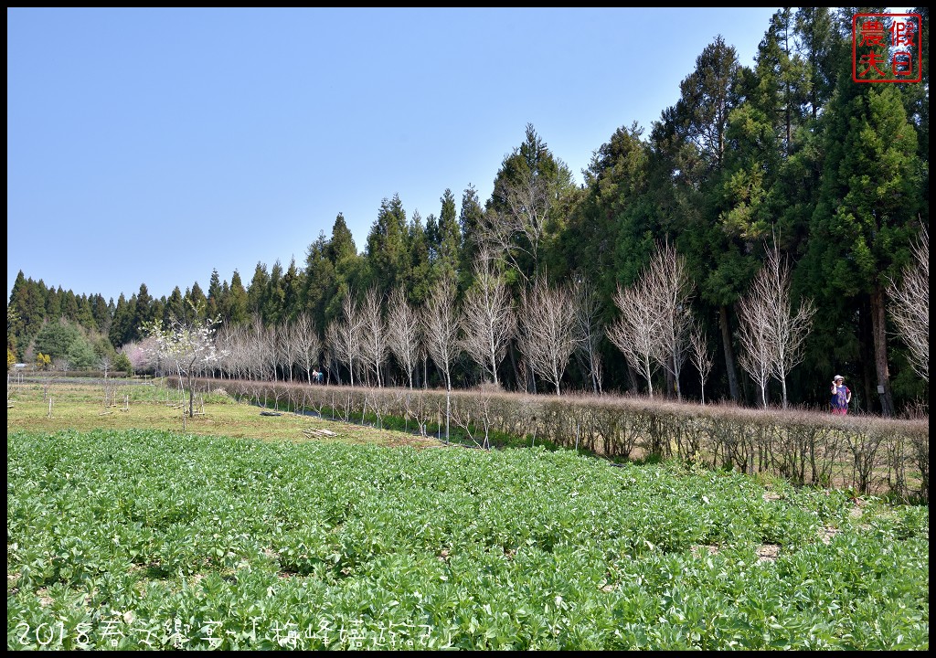 南投景點|臺大梅峰農場桃花舞春風．2023春之饗宴/活動日期/交通資訊 @假日農夫愛趴趴照