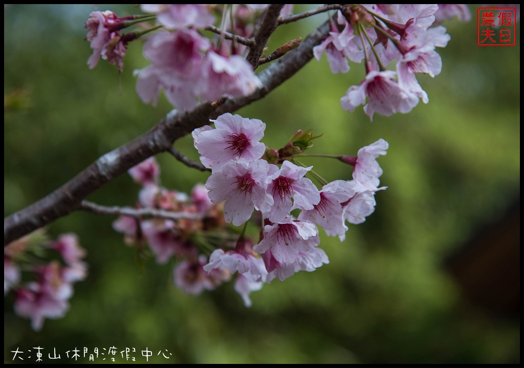 嘉義住宿|竹崎頂湖大凍山休閒渡假中心．近阿里山森林遊樂區/頂石卓雲海琉璃光 @假日農夫愛趴趴照