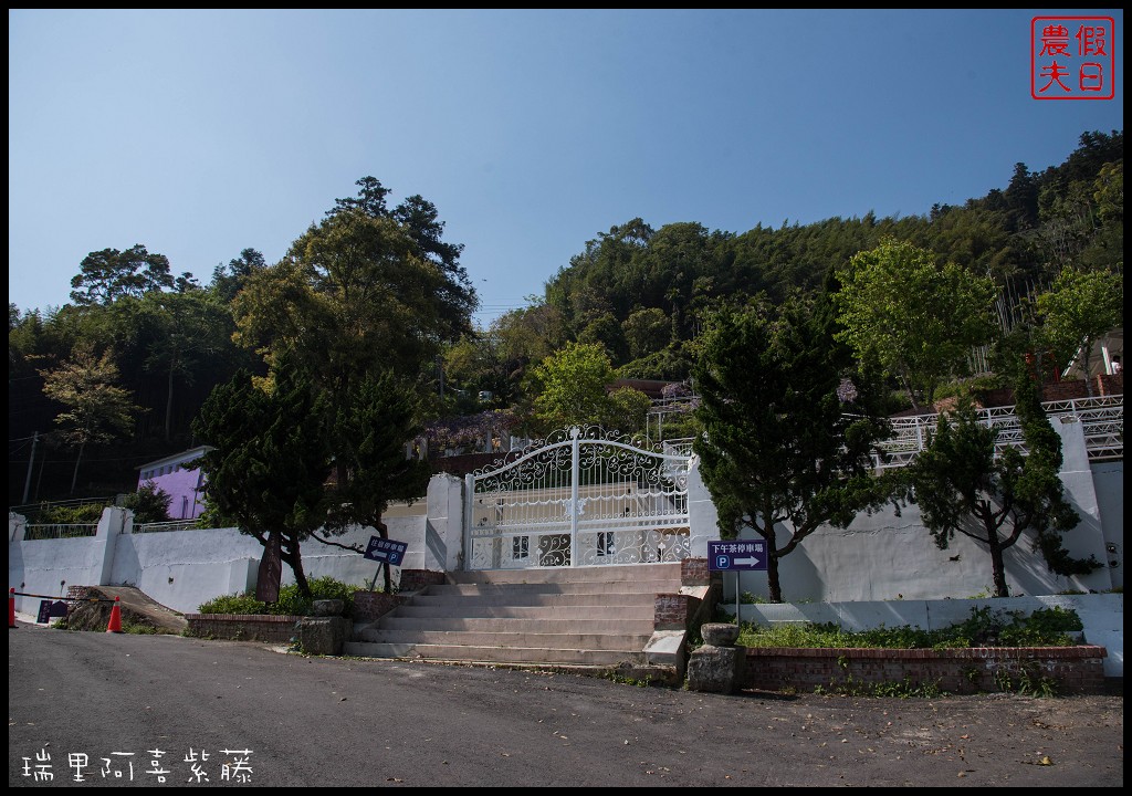 嘉義旅遊|瑞里第一棵紫藤花在阿喜紫藤．沒預約無法享受幸福下午茶/合法民宿 @假日農夫愛趴趴照