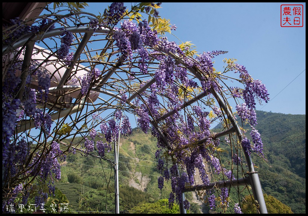 嘉義旅遊|瑞里第一棵紫藤花在阿喜紫藤．沒預約無法享受幸福下午茶/合法民宿 @假日農夫愛趴趴照