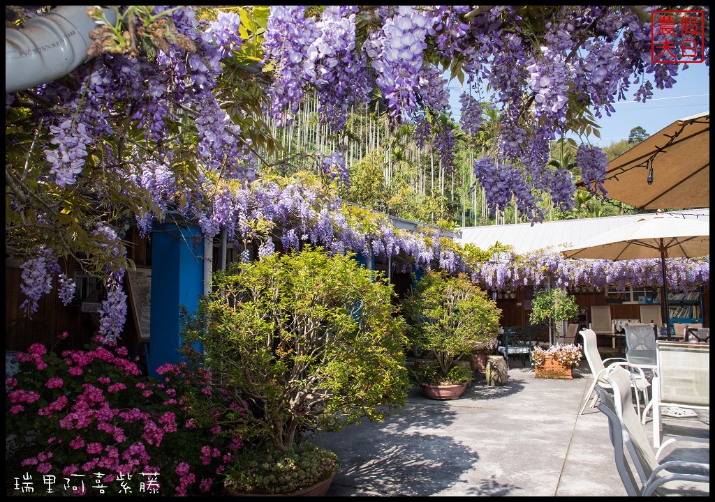 嘉義旅遊|瑞里第一棵紫藤花在阿喜紫藤．沒預約無法享受幸福下午茶/合法民宿 @假日農夫愛趴趴照