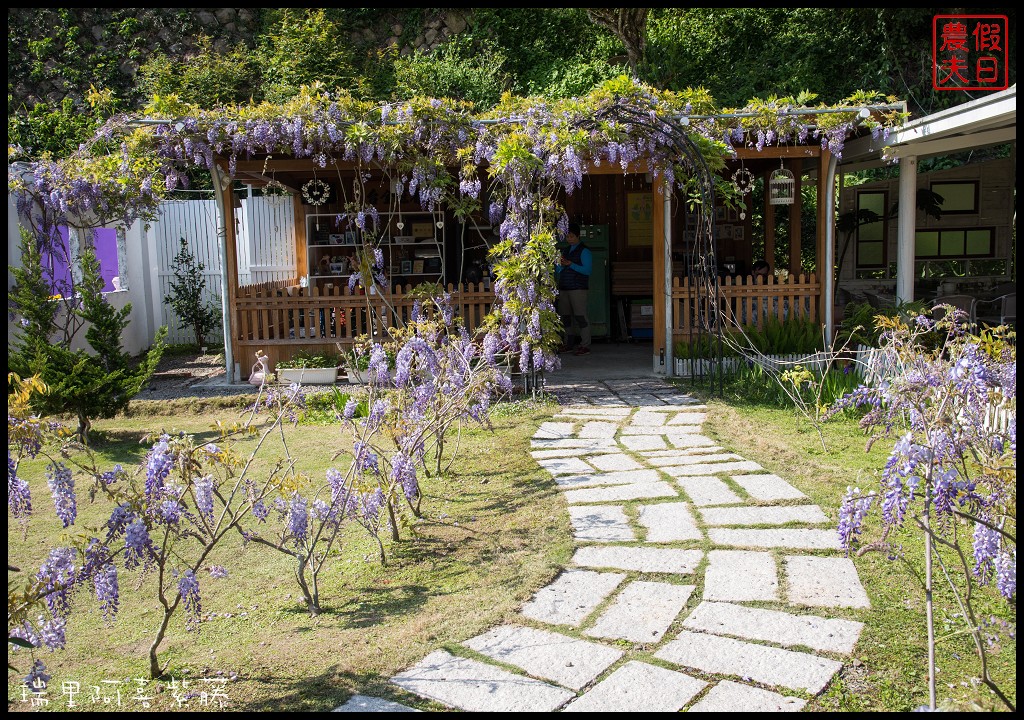 嘉義旅遊|瑞里第一棵紫藤花在阿喜紫藤．沒預約無法享受幸福下午茶/合法民宿 @假日農夫愛趴趴照