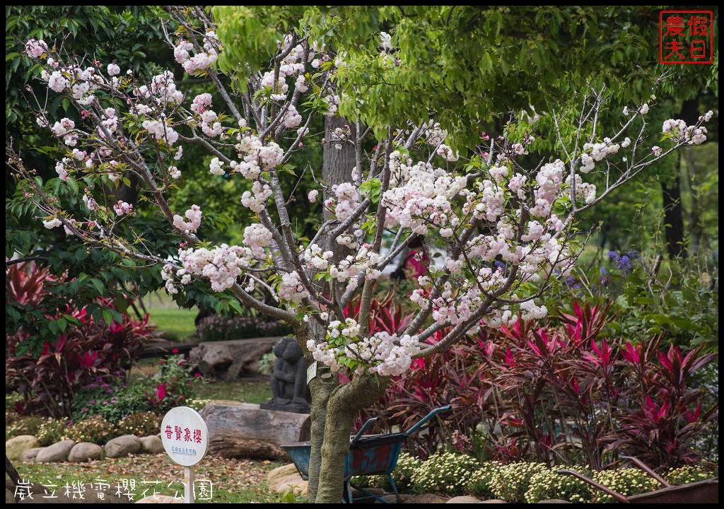 台中景點|崴立機電櫻花公園．普賢象櫻、紫藤、流蘇一次滿足/免費賞櫻秘境/中部景點/台中半日遊 @假日農夫愛趴趴照