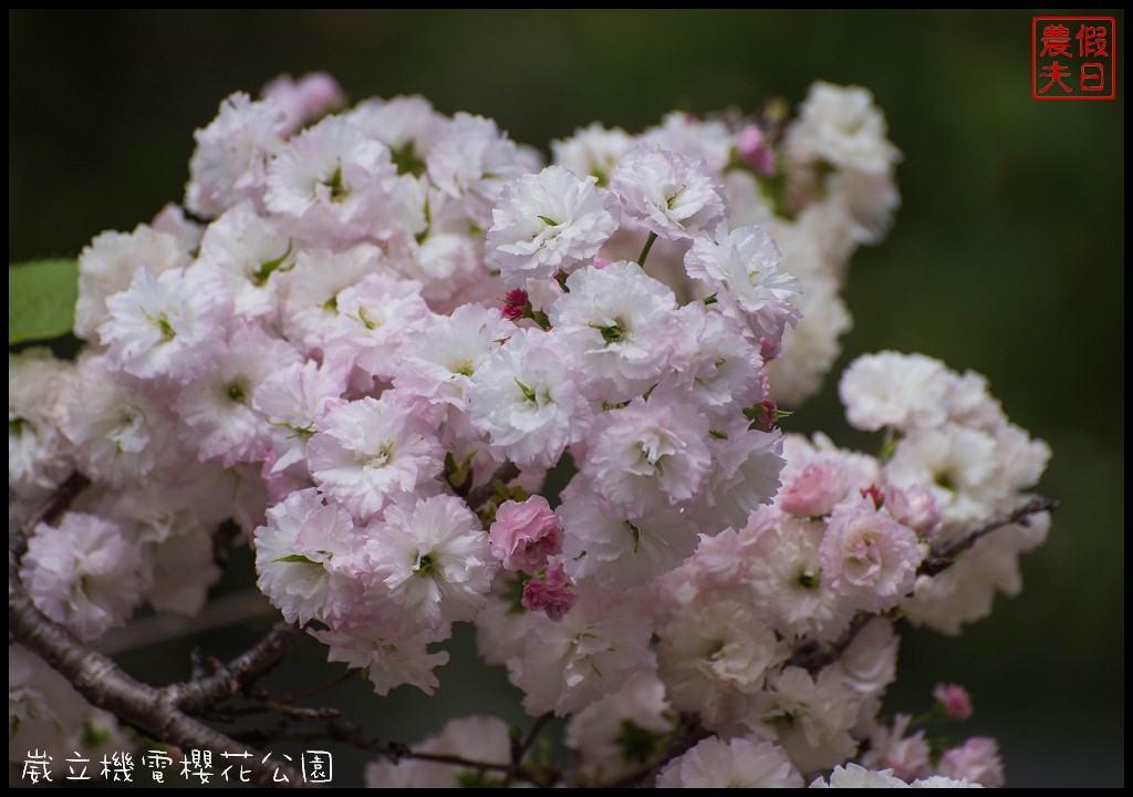 台中景點|崴立機電櫻花公園．普賢象櫻、紫藤、流蘇一次滿足/免費賞櫻秘境/中部景點/台中半日遊 @假日農夫愛趴趴照