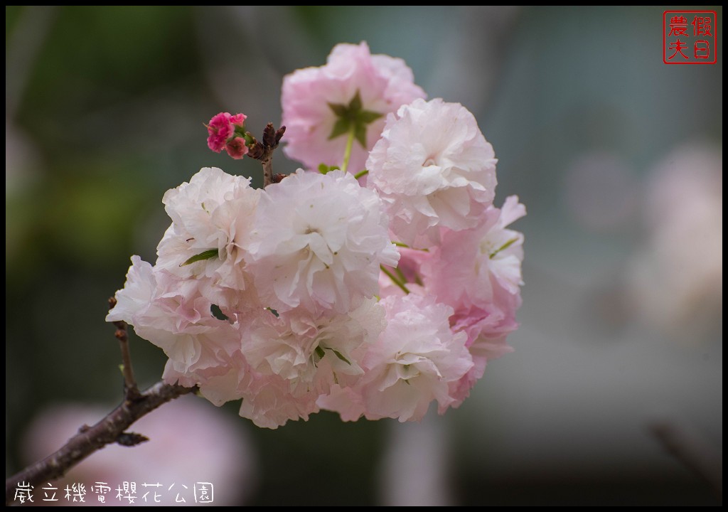 台中景點|崴立機電櫻花公園．普賢象櫻、紫藤、流蘇一次滿足/免費賞櫻秘境/中部景點/台中半日遊 @假日農夫愛趴趴照